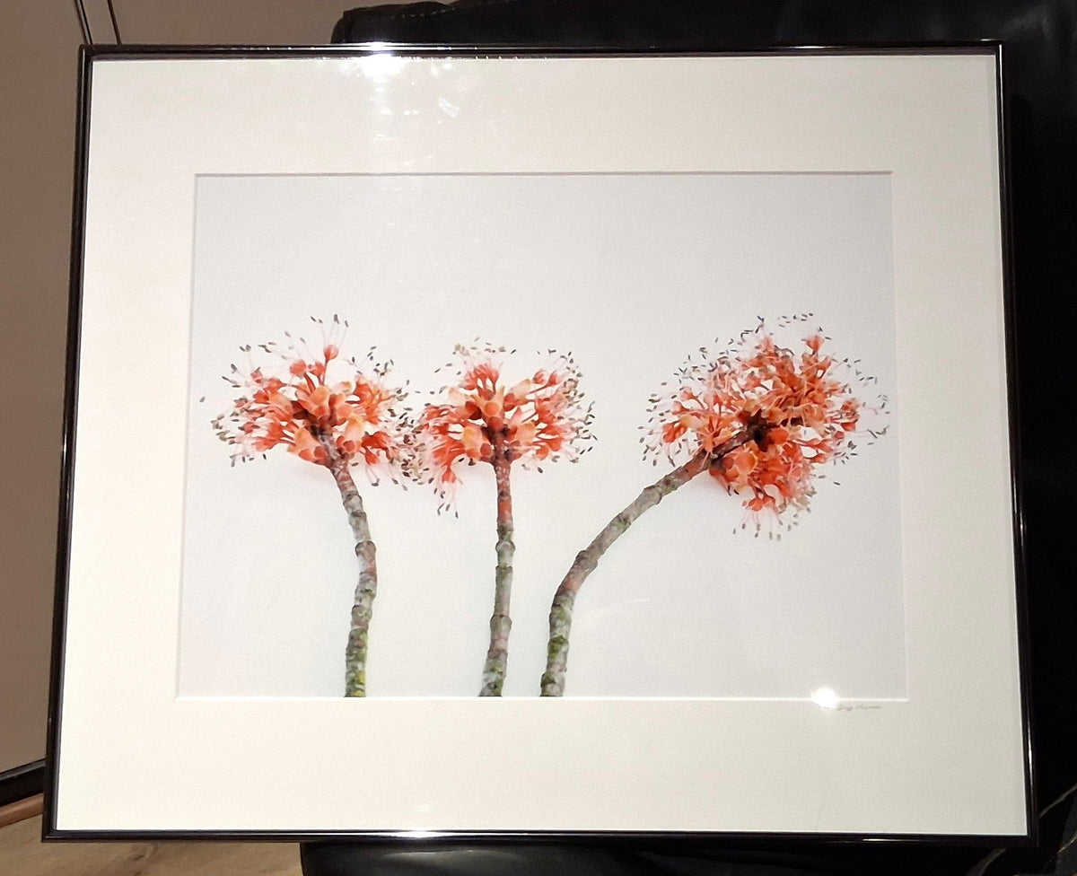New Maples