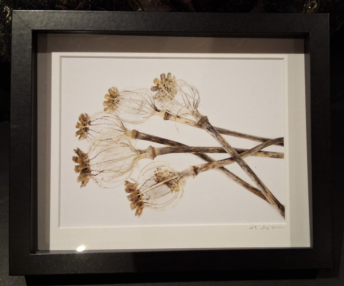 Poppy Pod Skeletons