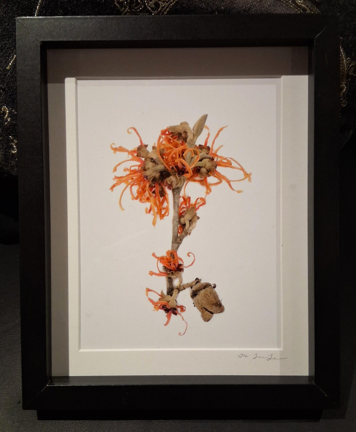 Witch Hazel