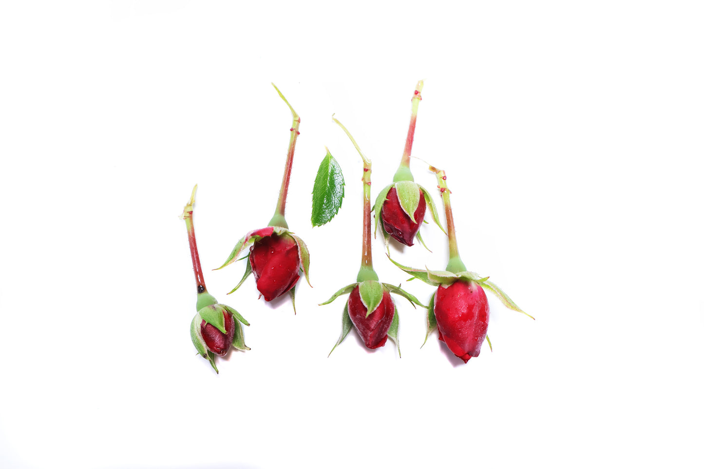 BLOOM - Five Roses card