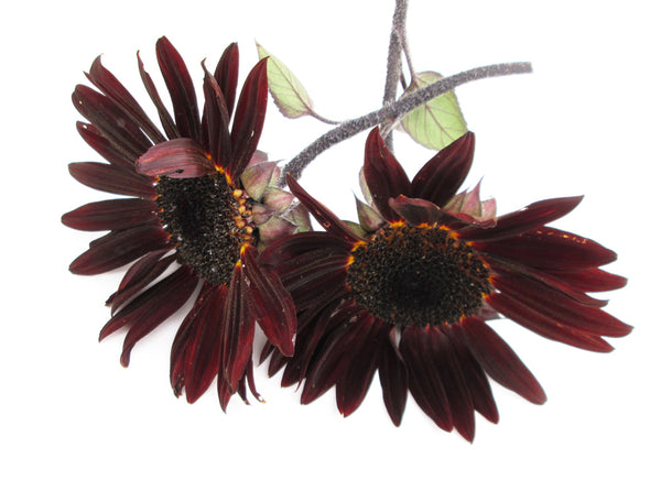 BLOOM - Sunflower card pack