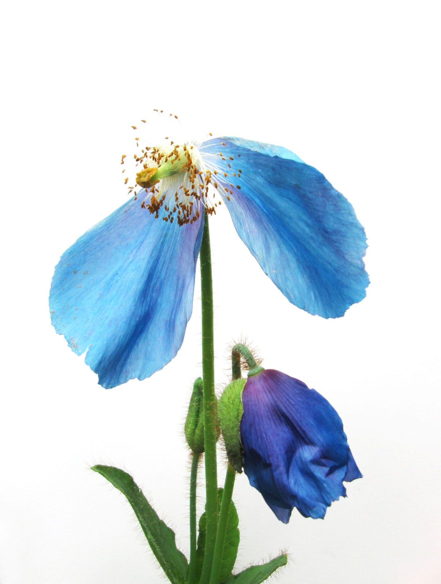FADE - Blue Poppy half card