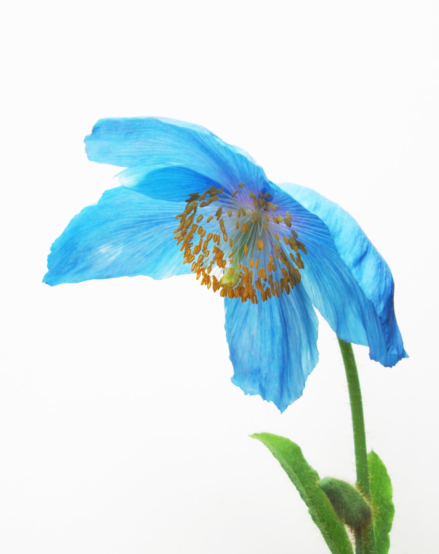 BLOOM - Blue Poppy full card