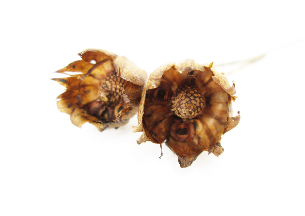 FADE - Brown Blooms card