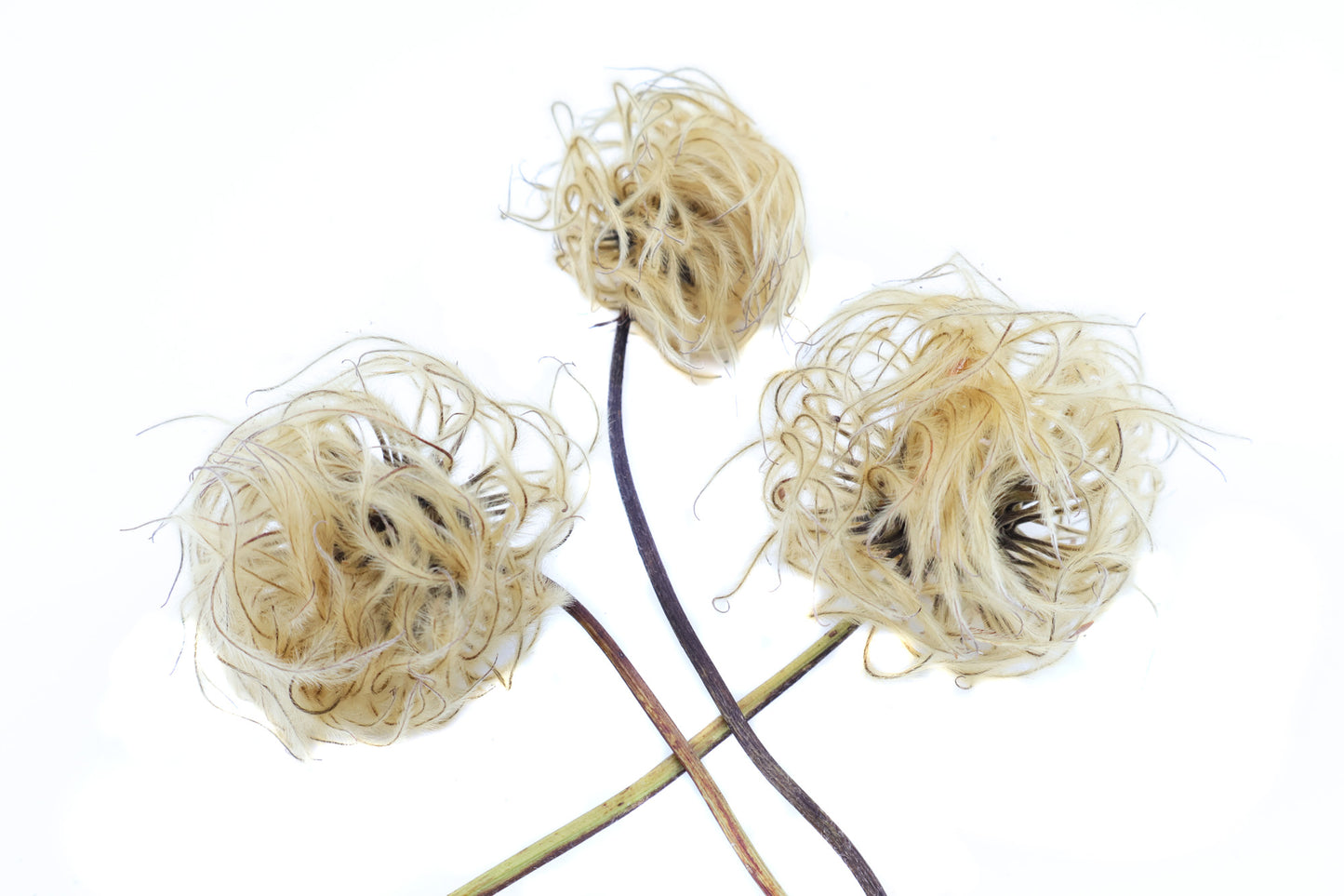 FADE - Clematis Puff card