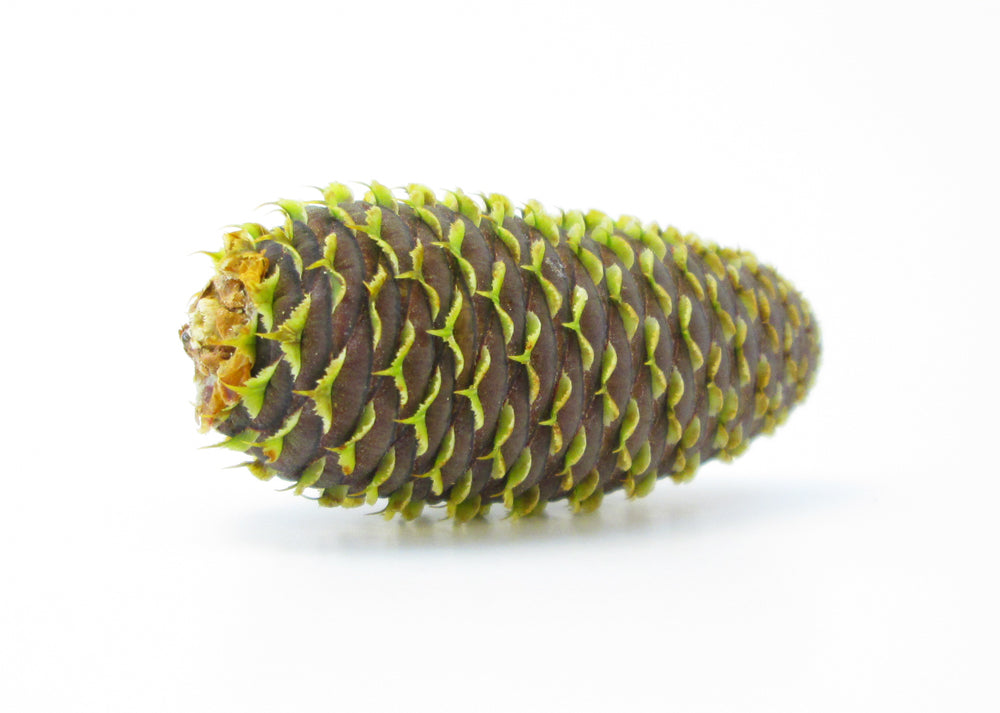 BUD - Korean Fir Cone card