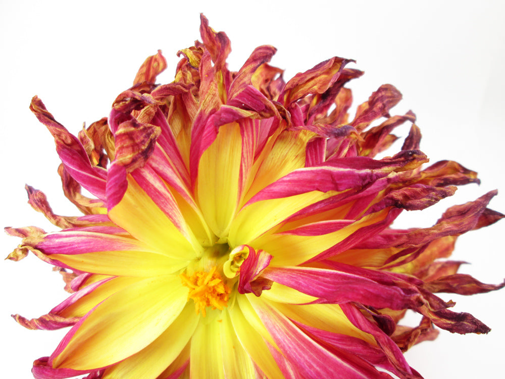 FADE - Debbie's Flower card