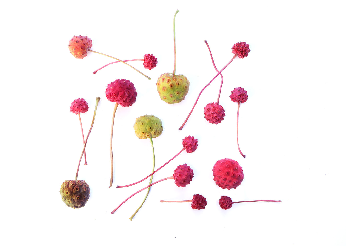 FADE - Dogwood Pod Grid card
