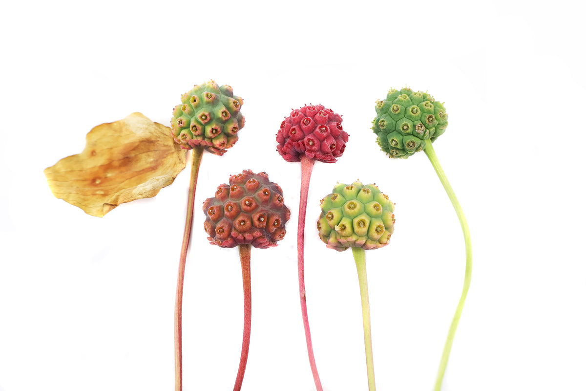 FADE - Five Dogwood Berries card