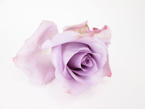 BLOOM - Lavender Rose card