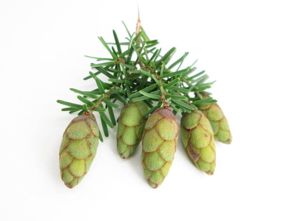 HOLIDAY - Little Pinecones card