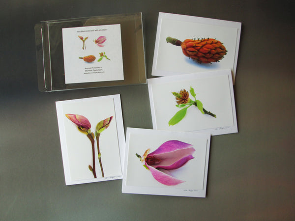 BLOOM - Magnolia Cycle card pack