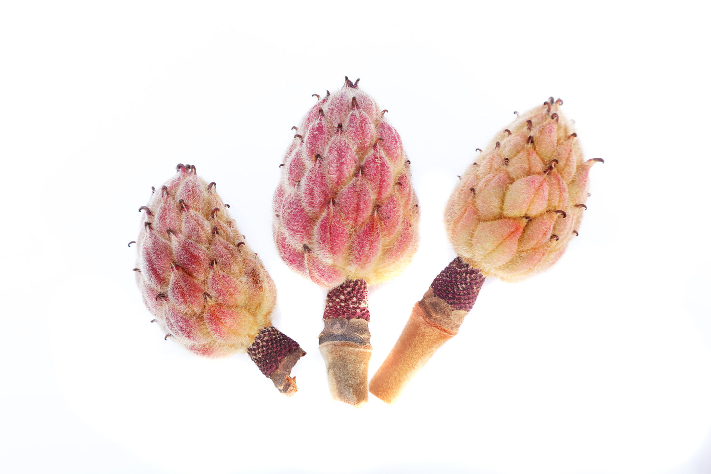 FADE - Magnolia Pod 3 card