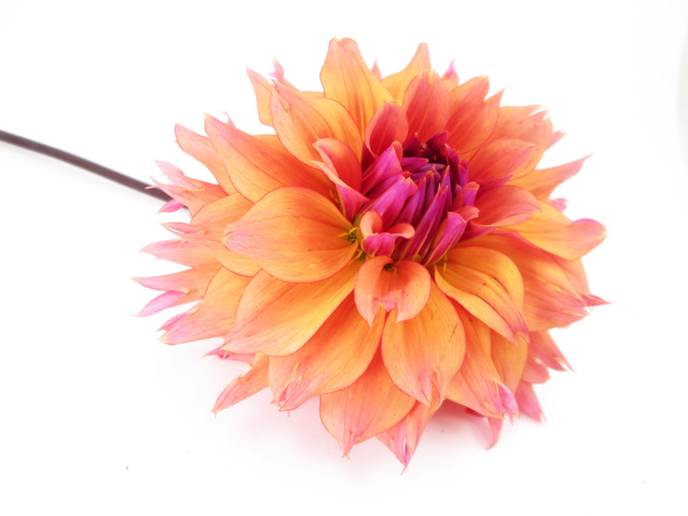 BLOOM - Multi Orange Dahlia card