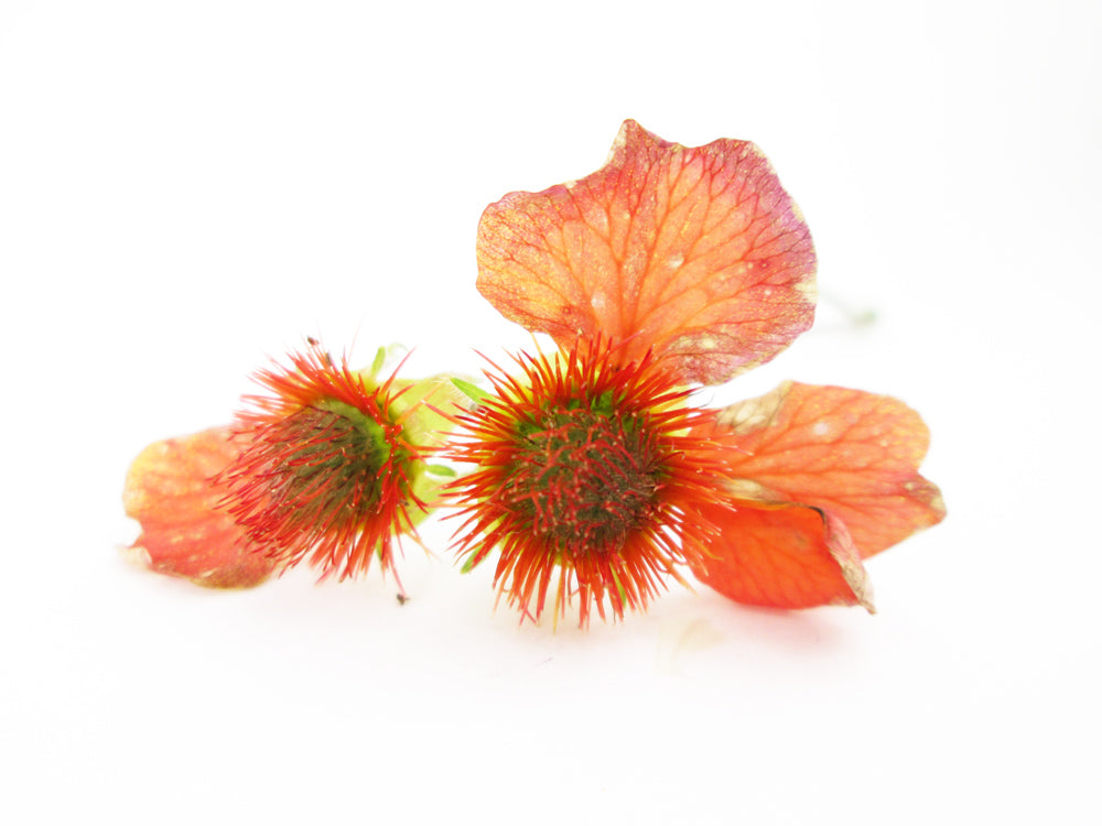 FADE - Orange Desiccated card