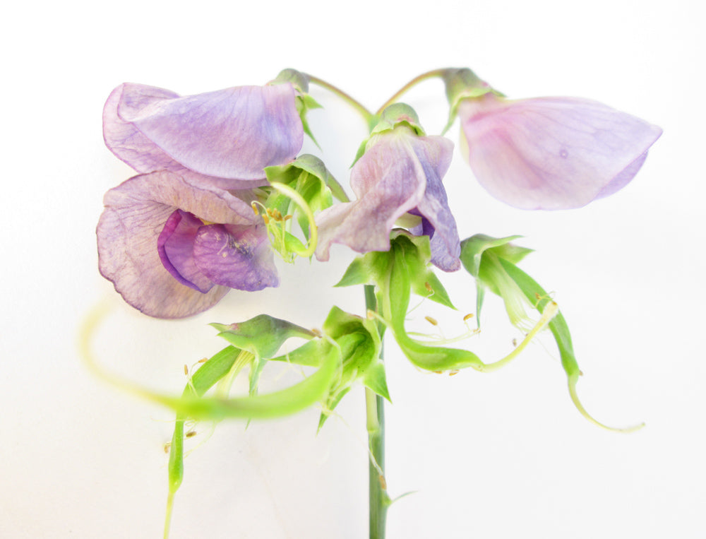 BUD - Purple Bells card