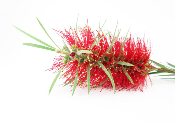 BLOOM - Spiny card pack