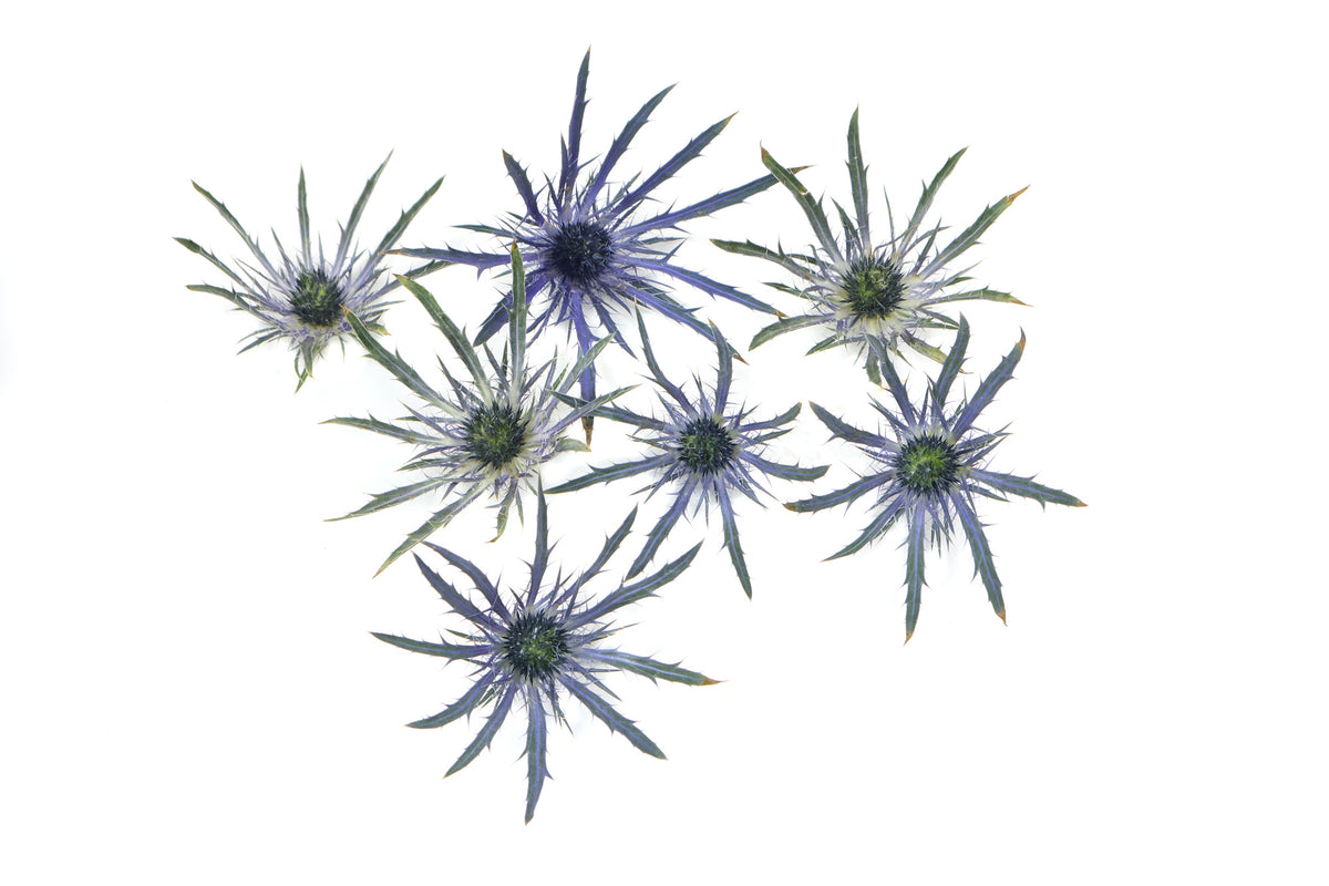 BLOOM - Thistle Stars Card