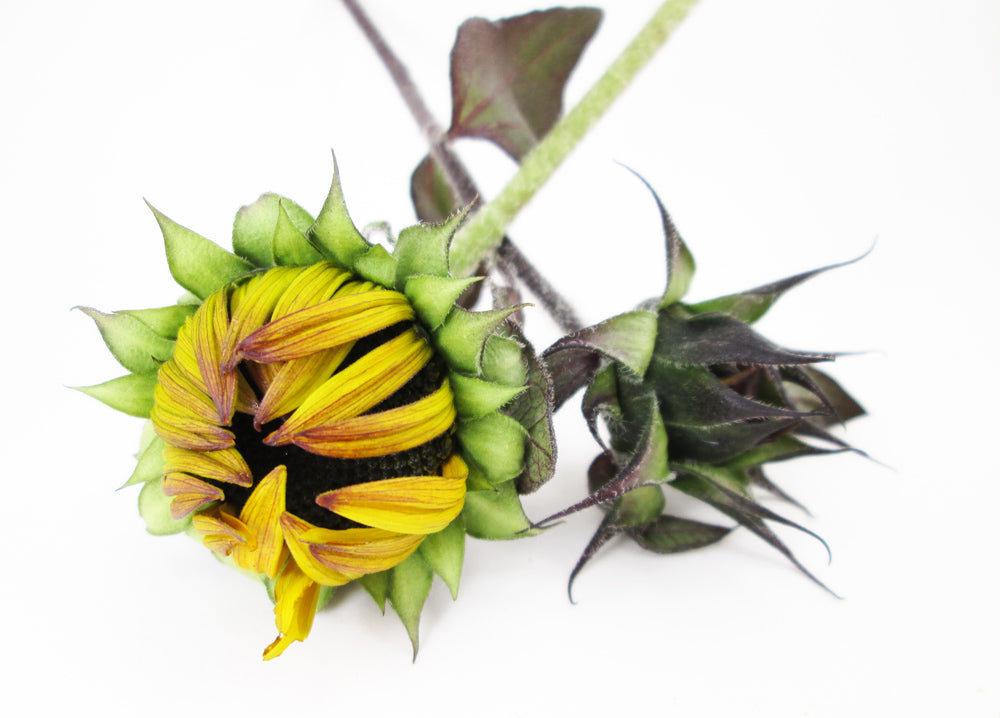 BUD - Two Sunflowers card