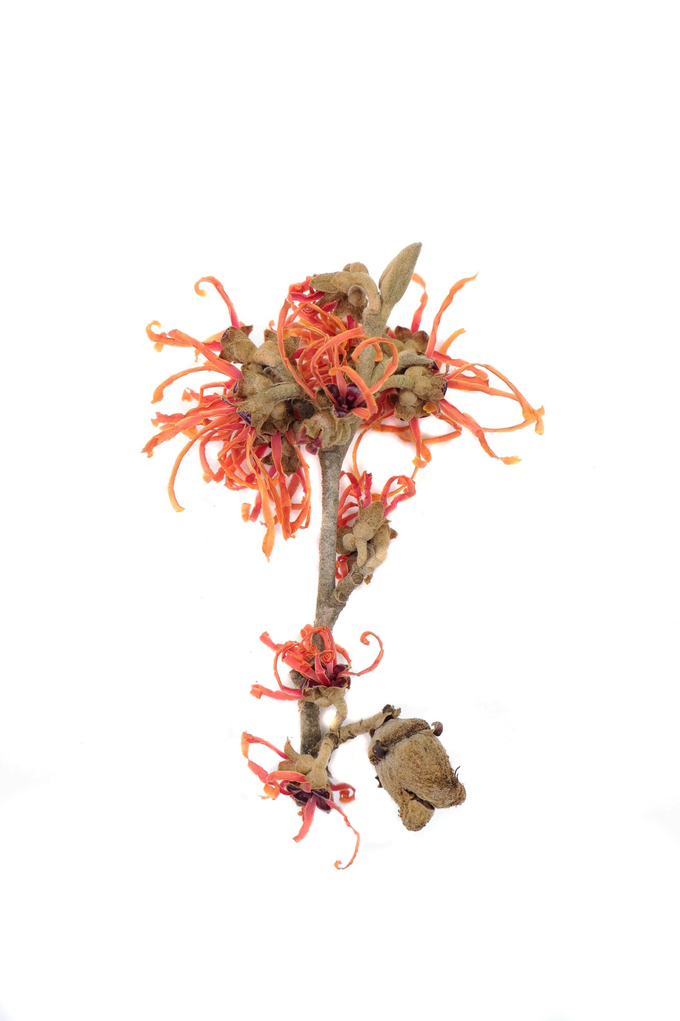 FADE - Witch Hazel