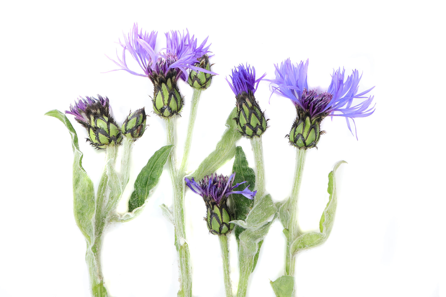 BLOOM - Periwinkle