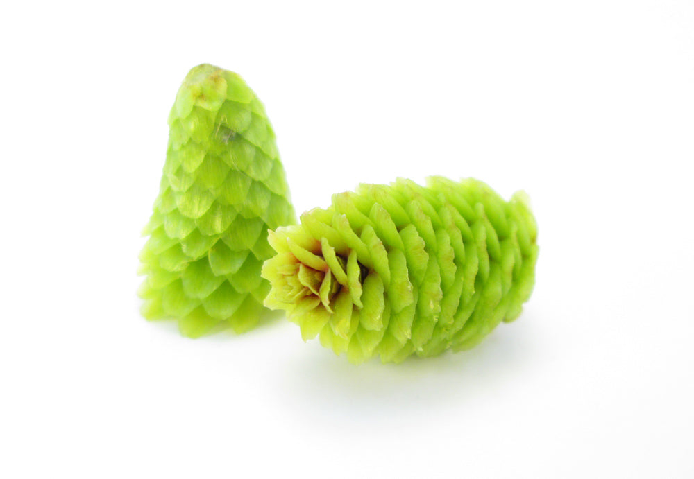 BUD - Cone Twins card