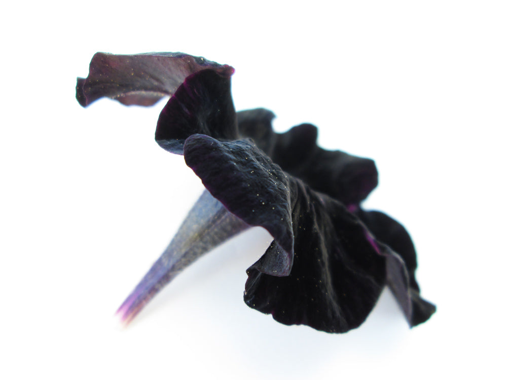 DARK BLOOM - Black Petunia card