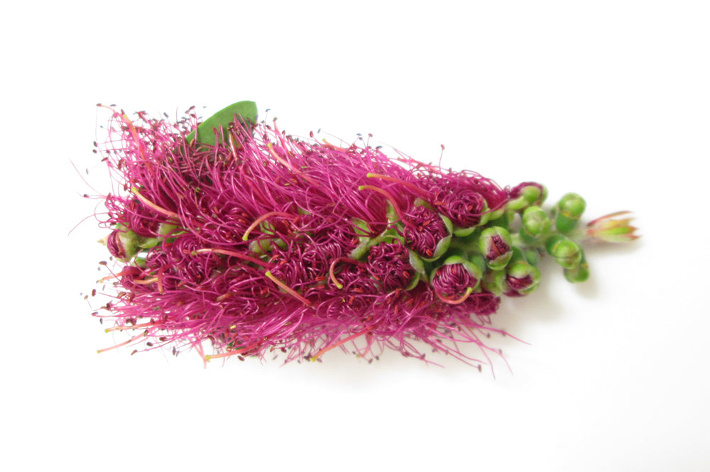 BLOOM - Bottle Brush card
