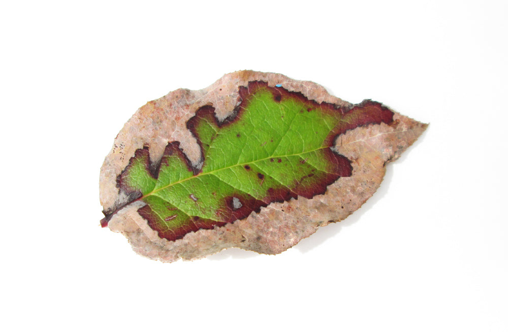 Leaves in Style