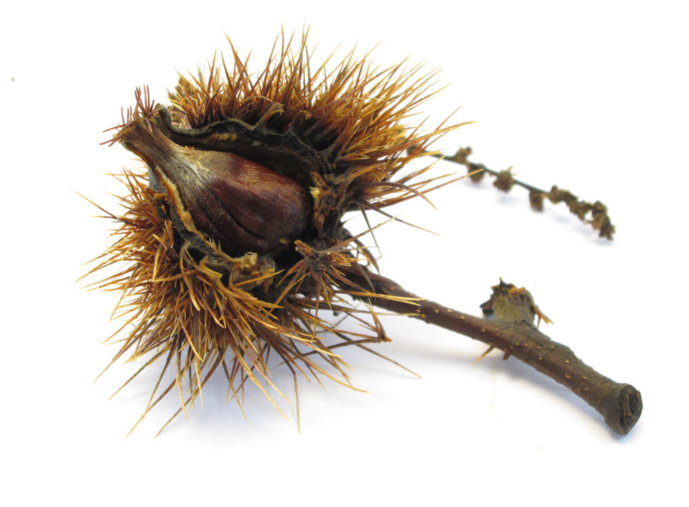 FADE - Chinese Chestnut card