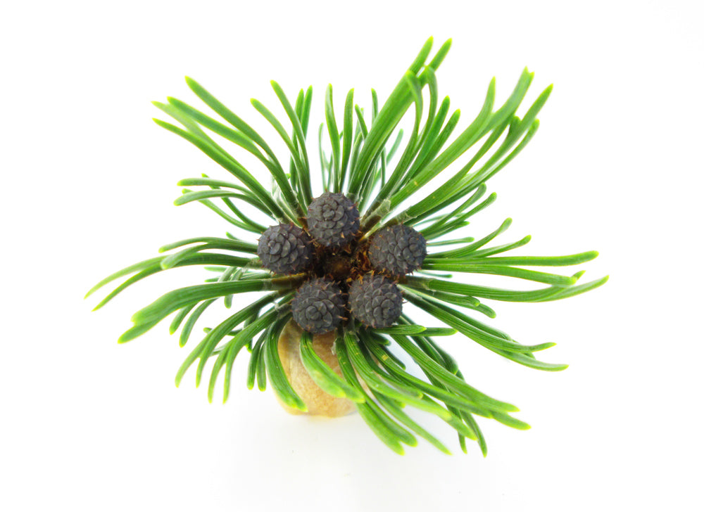 HOLIDAY, BLOOM - Conifer Clump card