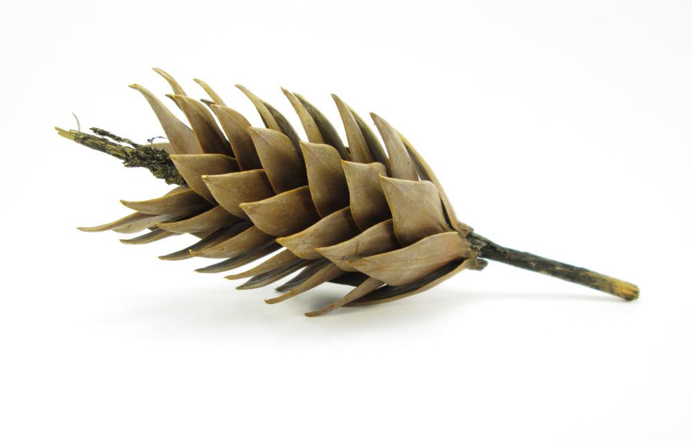 FADE - Monkey Puzzle card