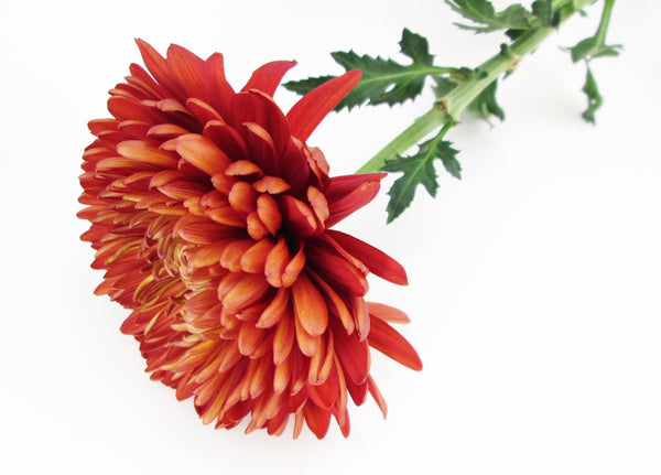 BLOOM - Dahlia 1 card pack