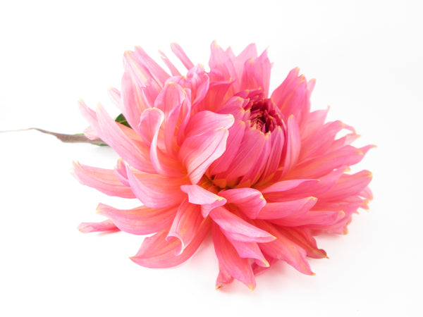 BLOOM - Dahlia 2 card pack