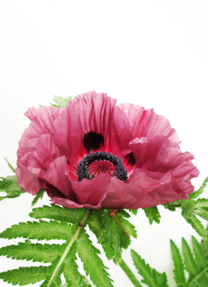 DARK BLOOM - Purple Poppy 2 card