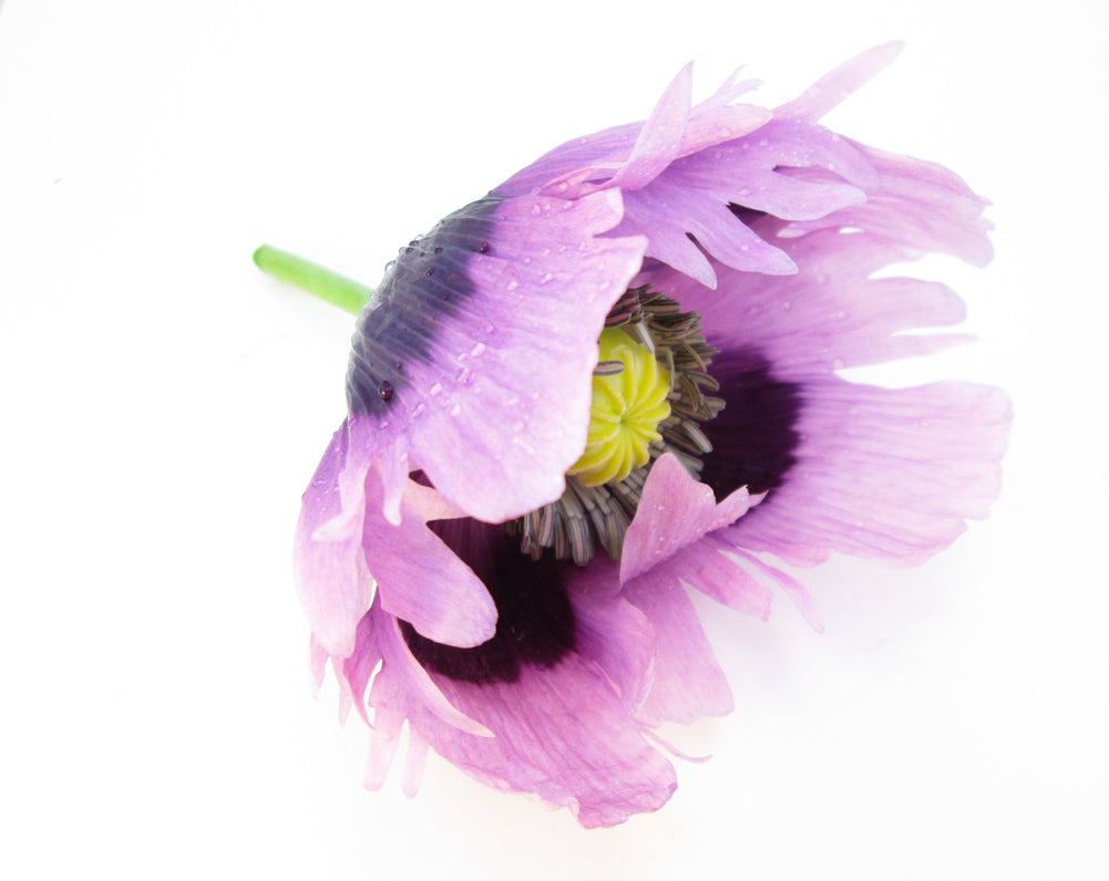 BLOOM, DARK BLOOM - Purple Poppy card