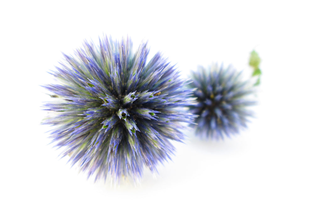 BLOOM, DARK BLOOM - Round Thistle card
