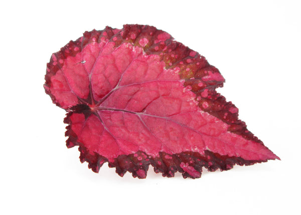 FADE - Leaf Pack 2 card pack