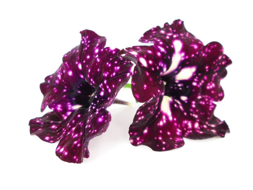 BLOOM - Star Pansies card