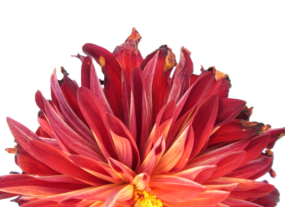 BLOOM - Sunrise print