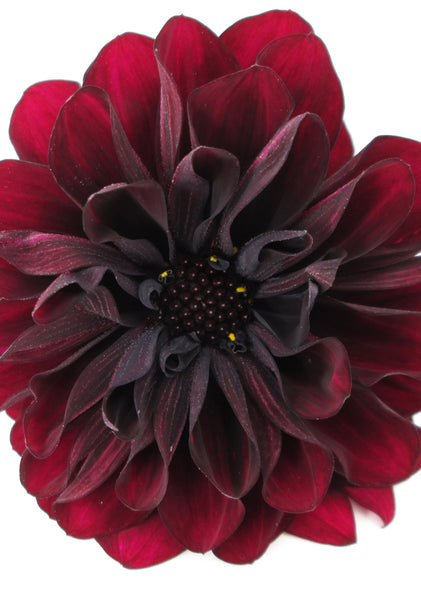 BLOOM - Dahlia 2 card pack