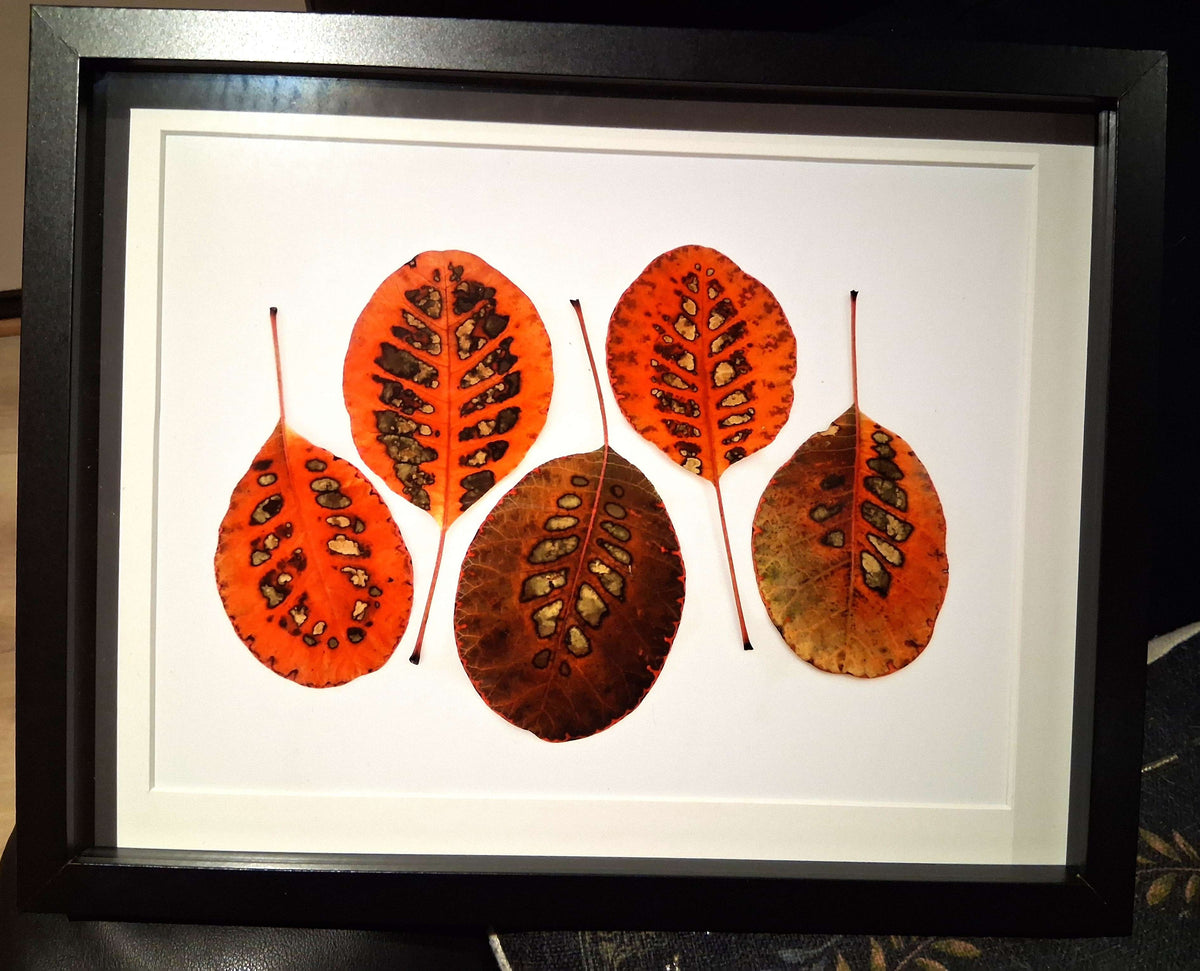5 Leaves