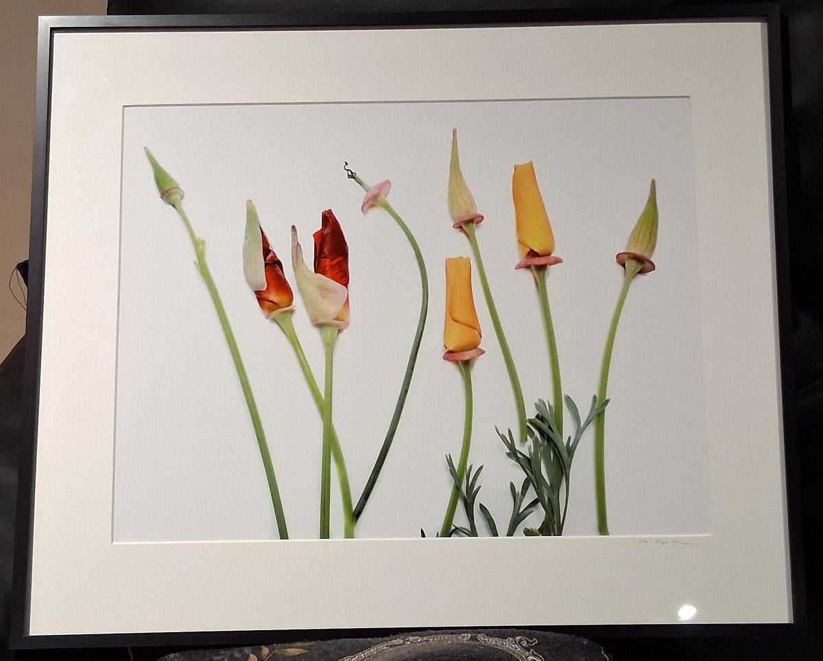 California Poppies