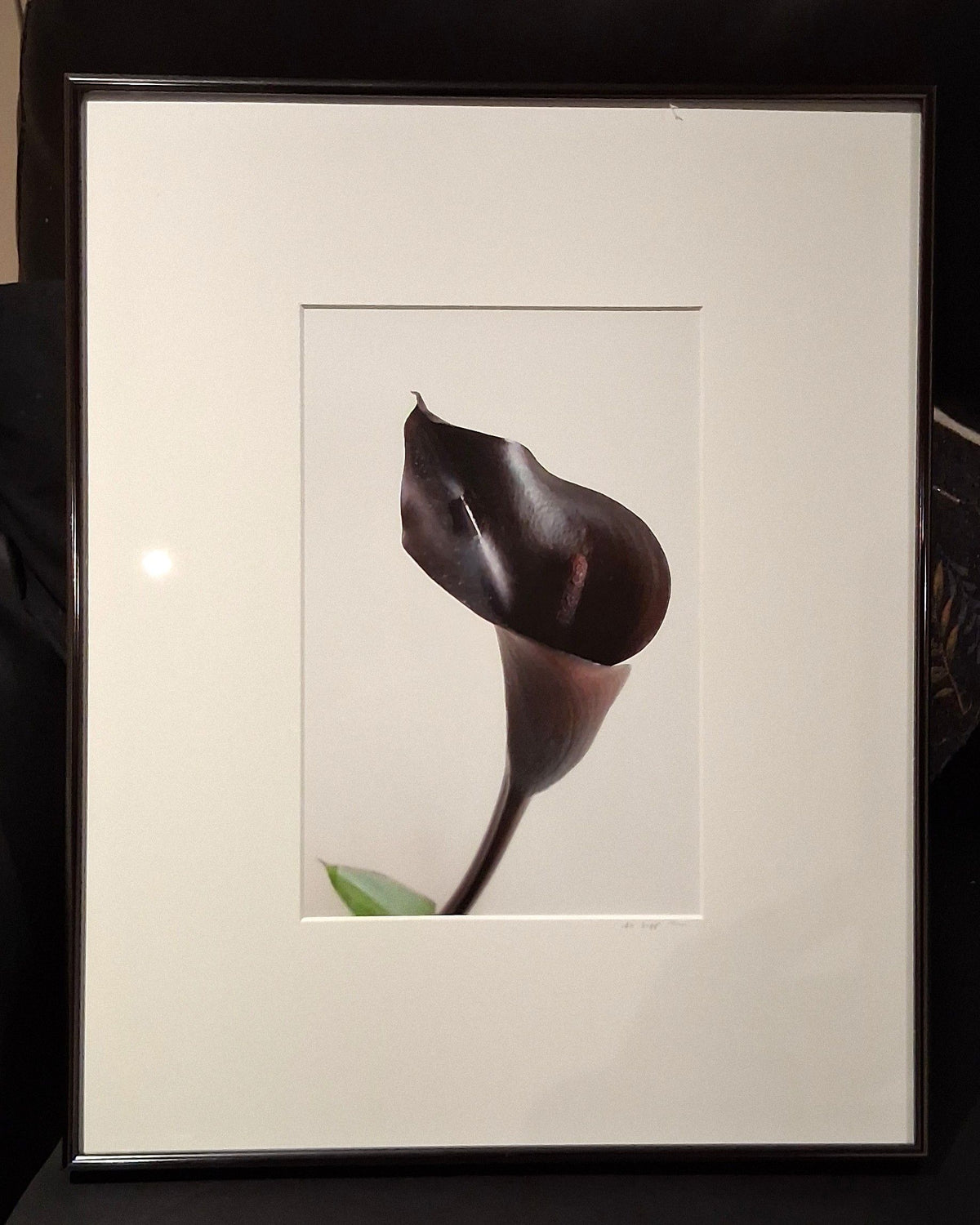 Black Calla Lily