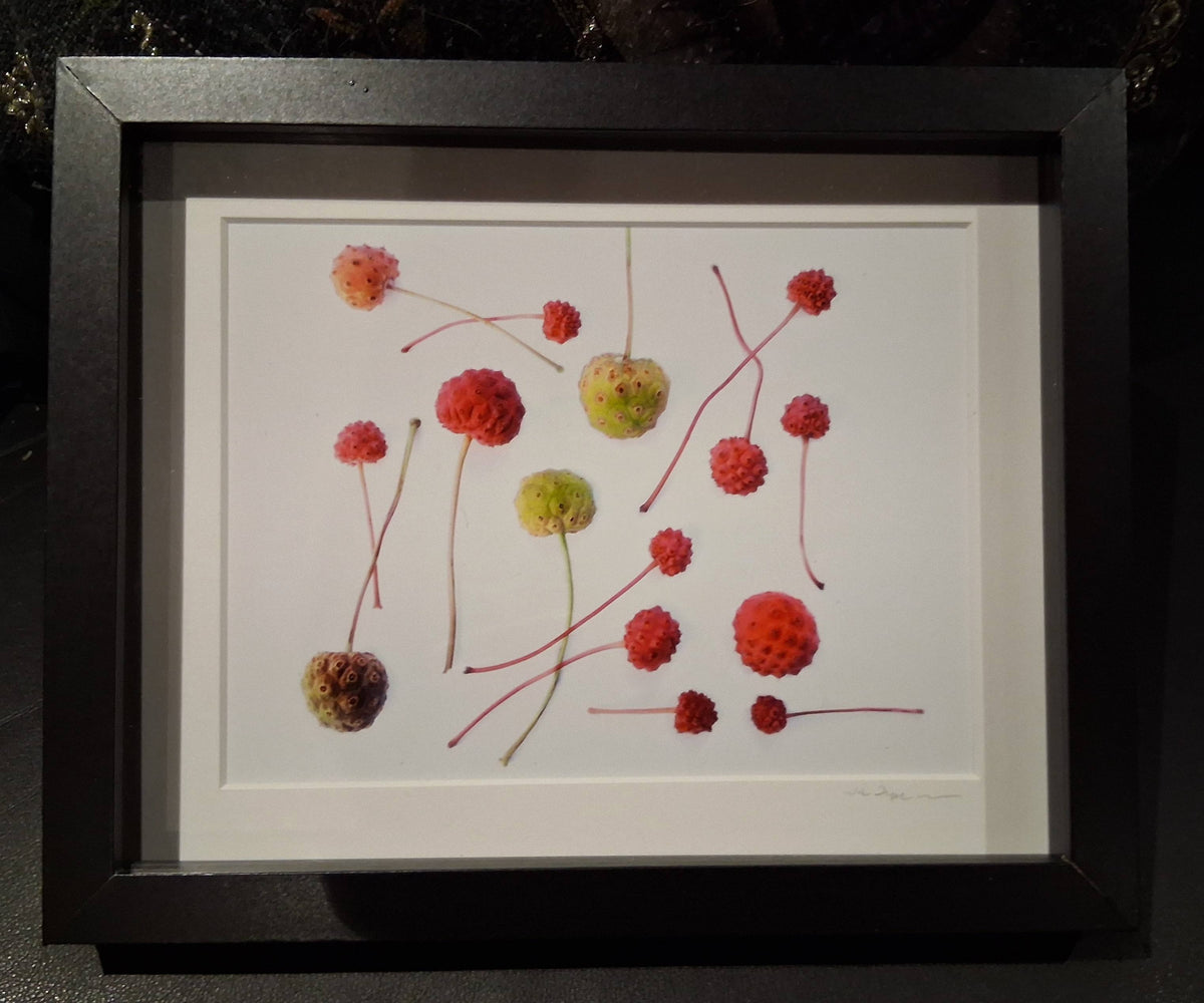 Dogwood Pods