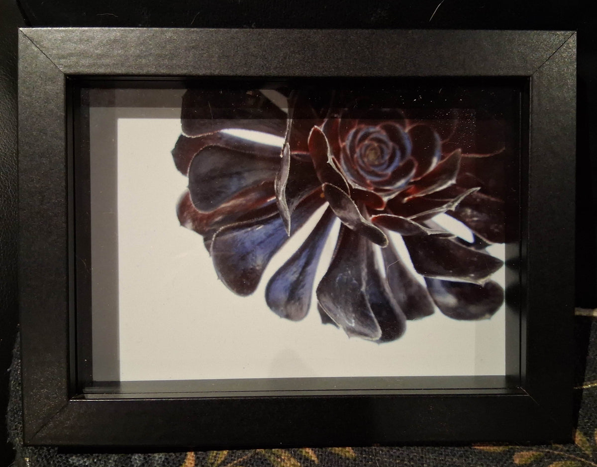 Black Succulent