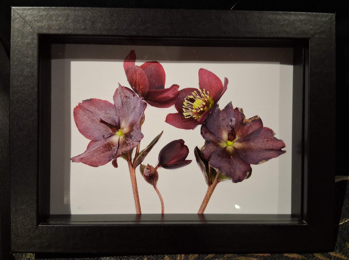 Hellebores
