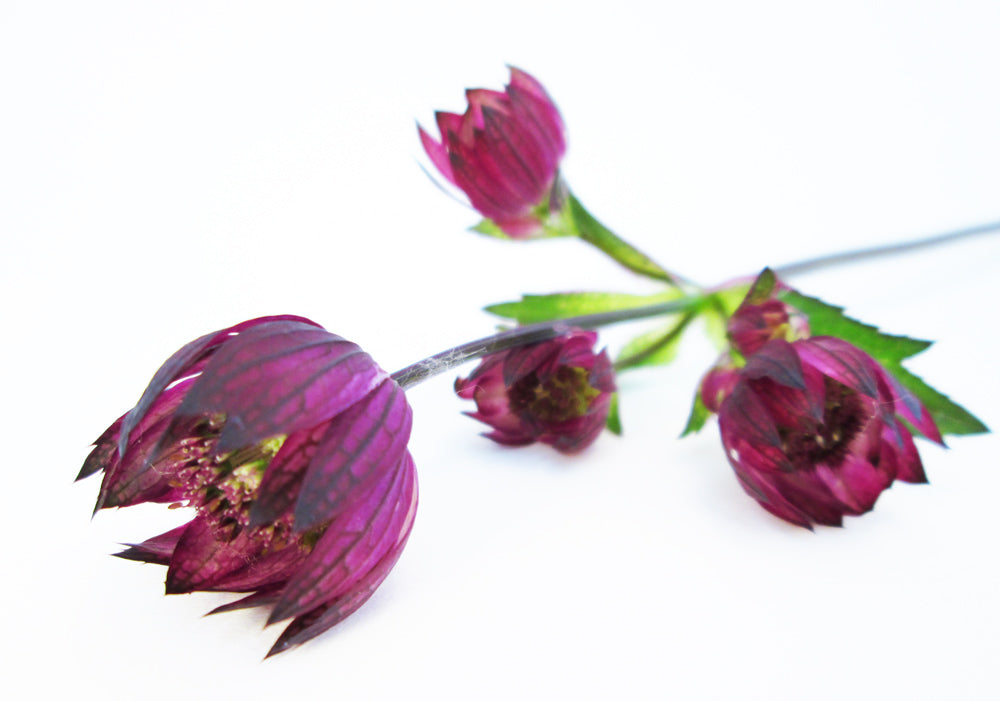 DARK BLOOM - Astrantia card