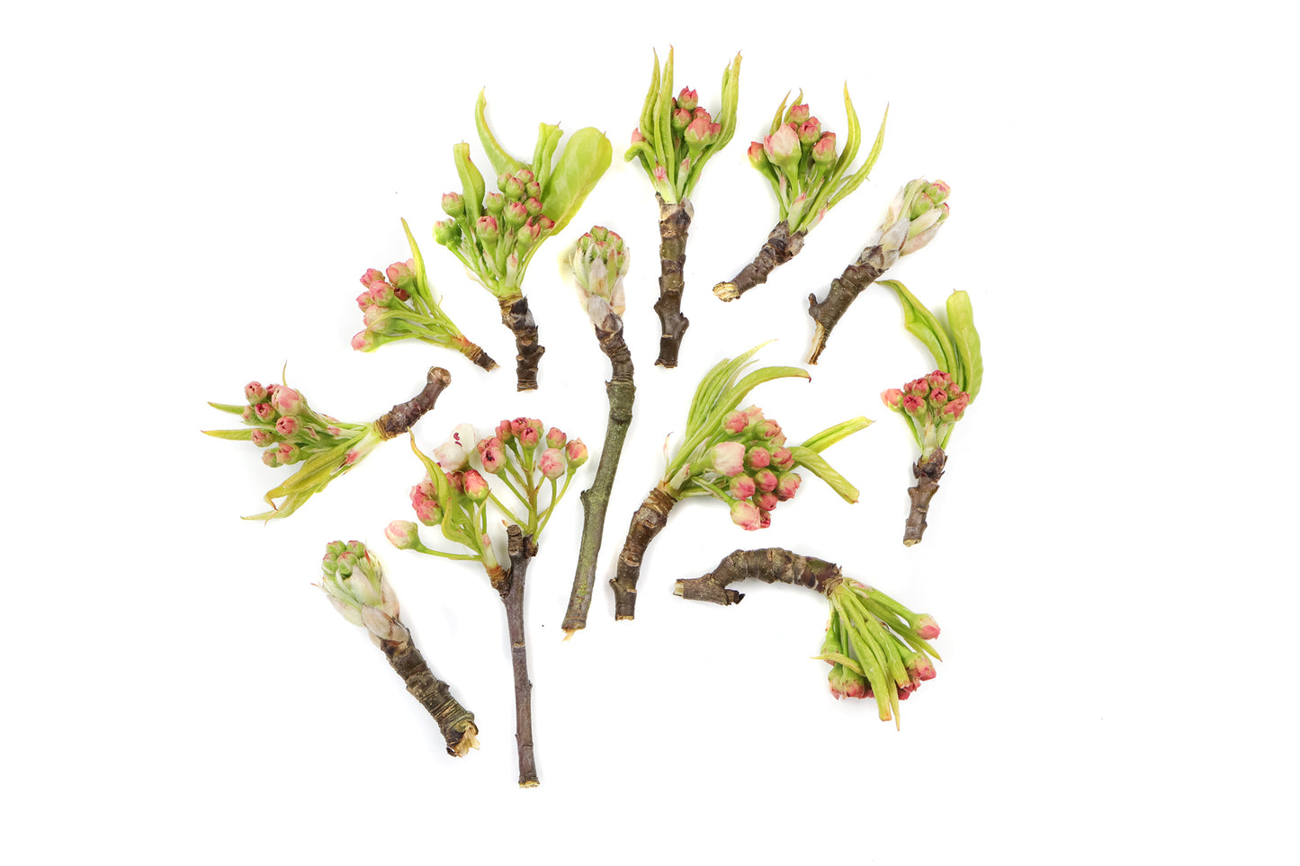 BUD - Baby Bouquets