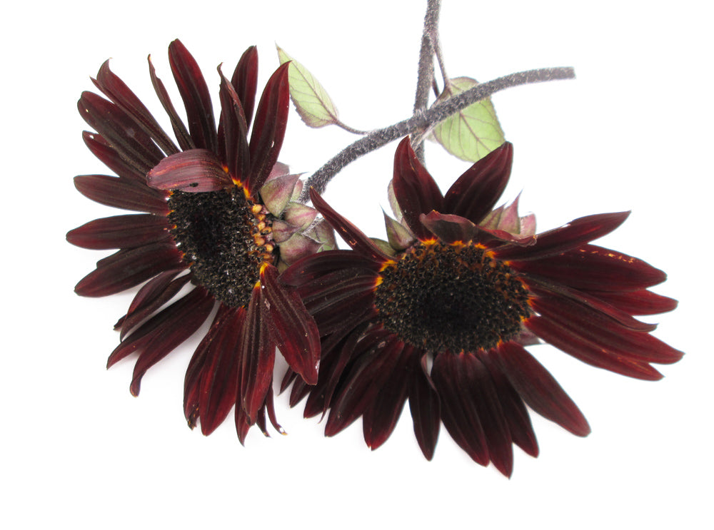 BLOOM - Sunflower card pack